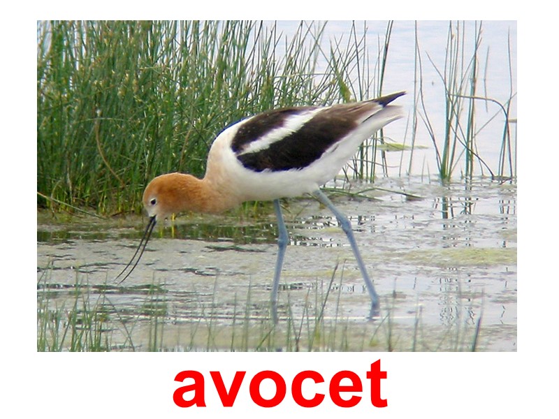 avocet